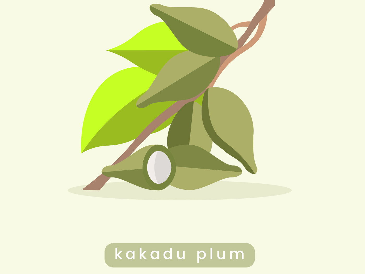 Kakadu Plum for Skin 5 benefits of Kakadu Plum for Skin Pure Sense