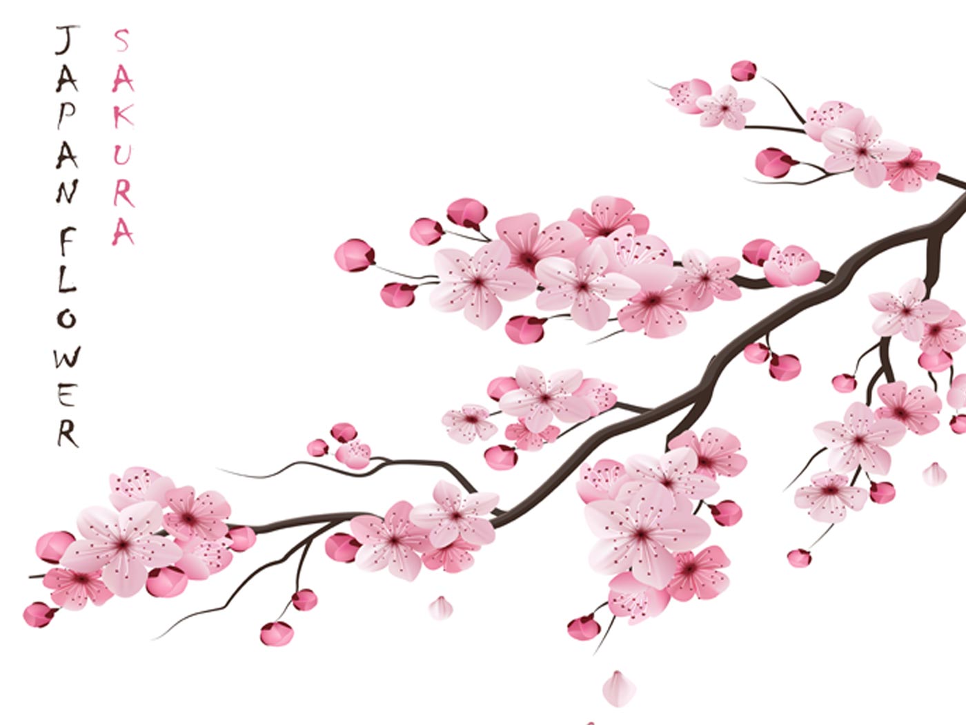 Japanese Cherry Blossom: Uses & Benefits of Japanese Cherry Blossom for  Skin - Pure Sense