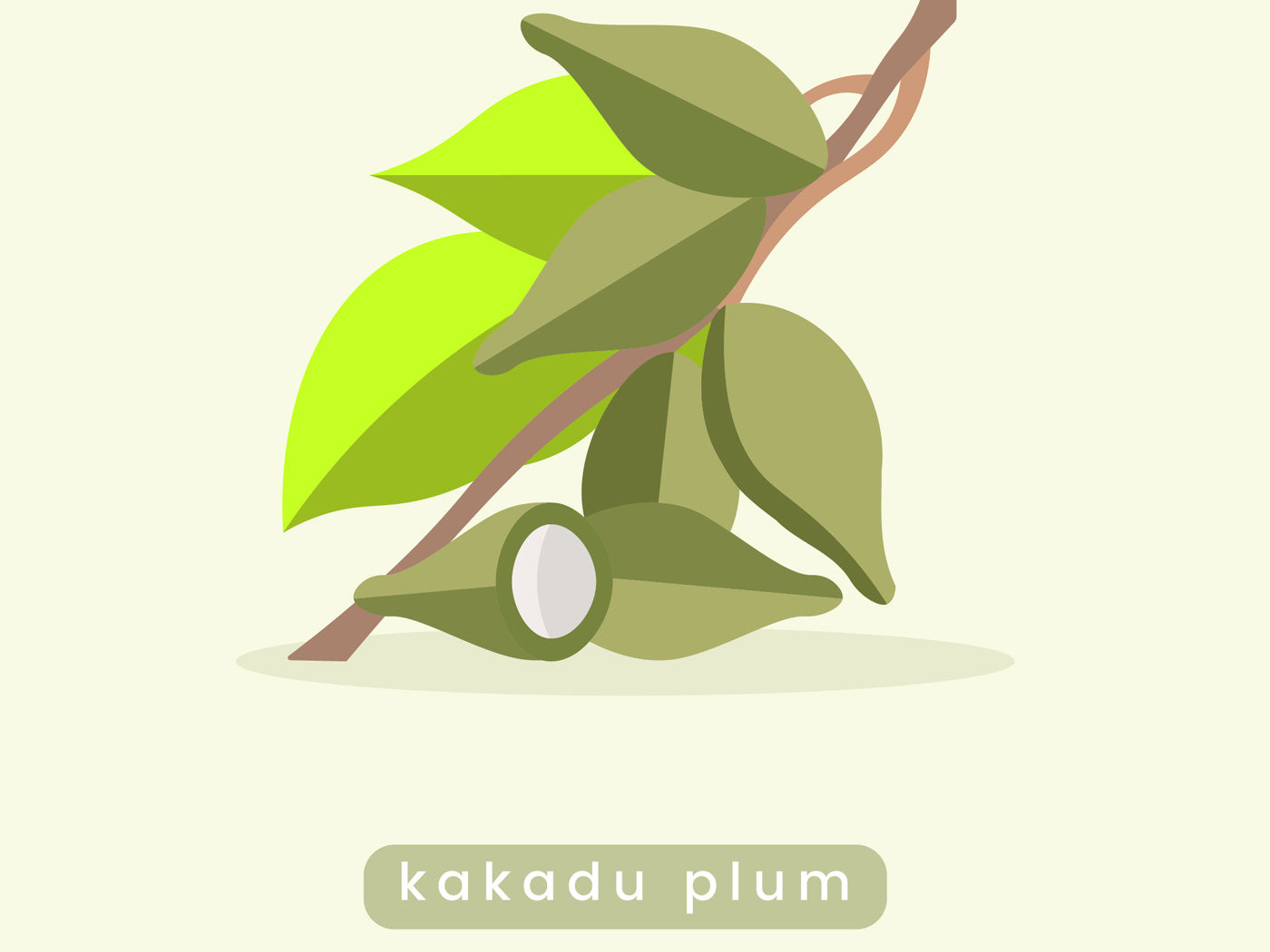 What is Kakadu Plum